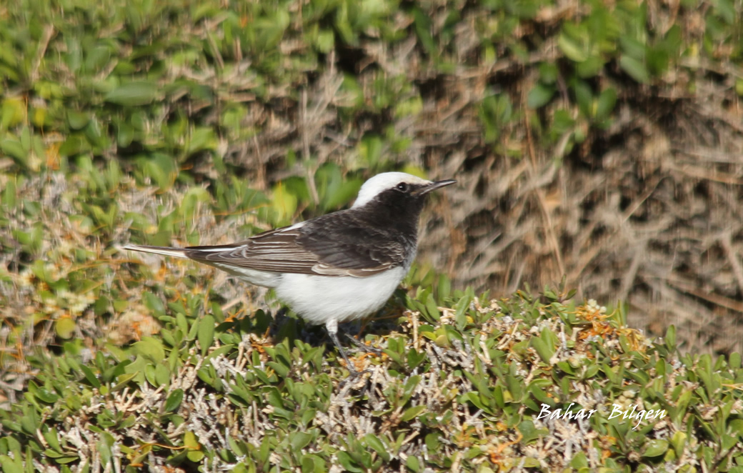 Hooded Wheatear