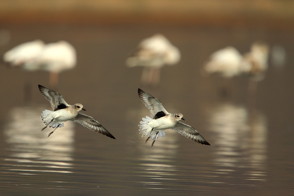 Grey Plover