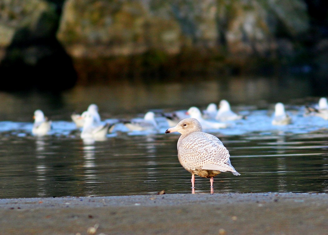 Glaucous Gull