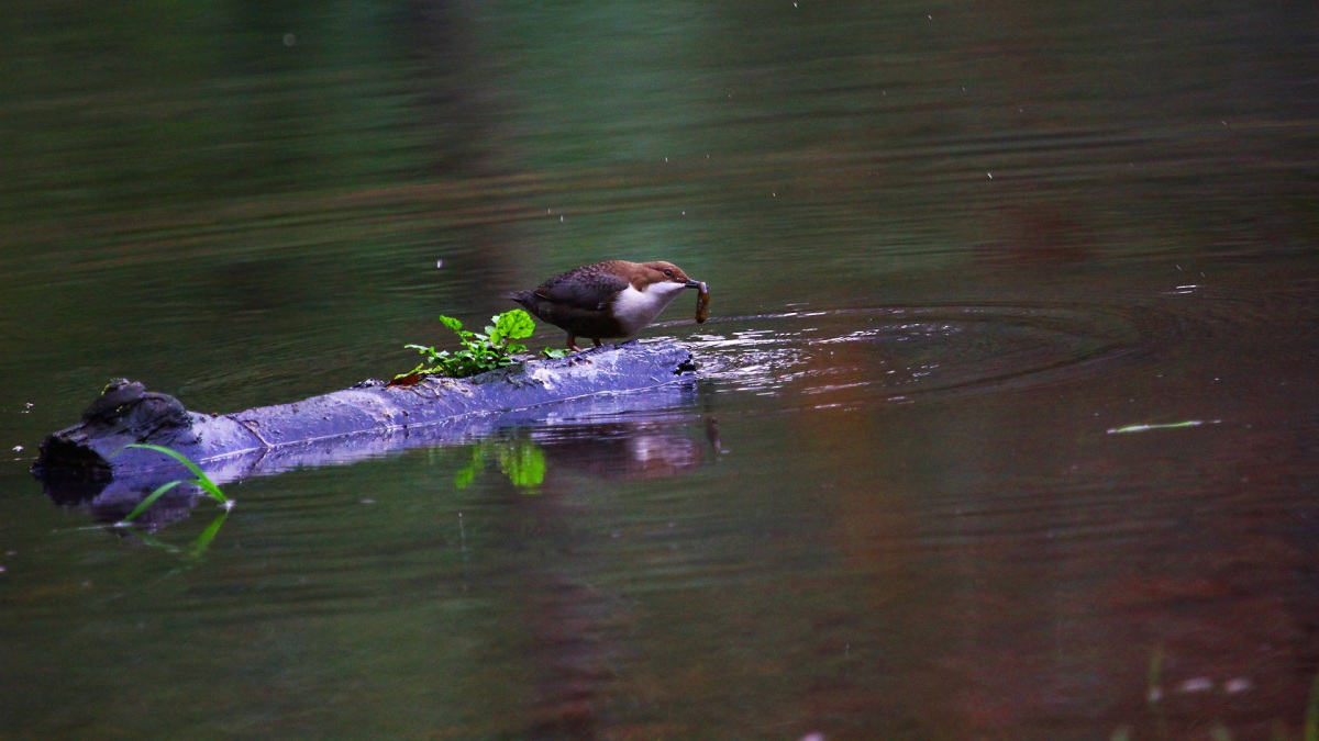 White-throated Dipper