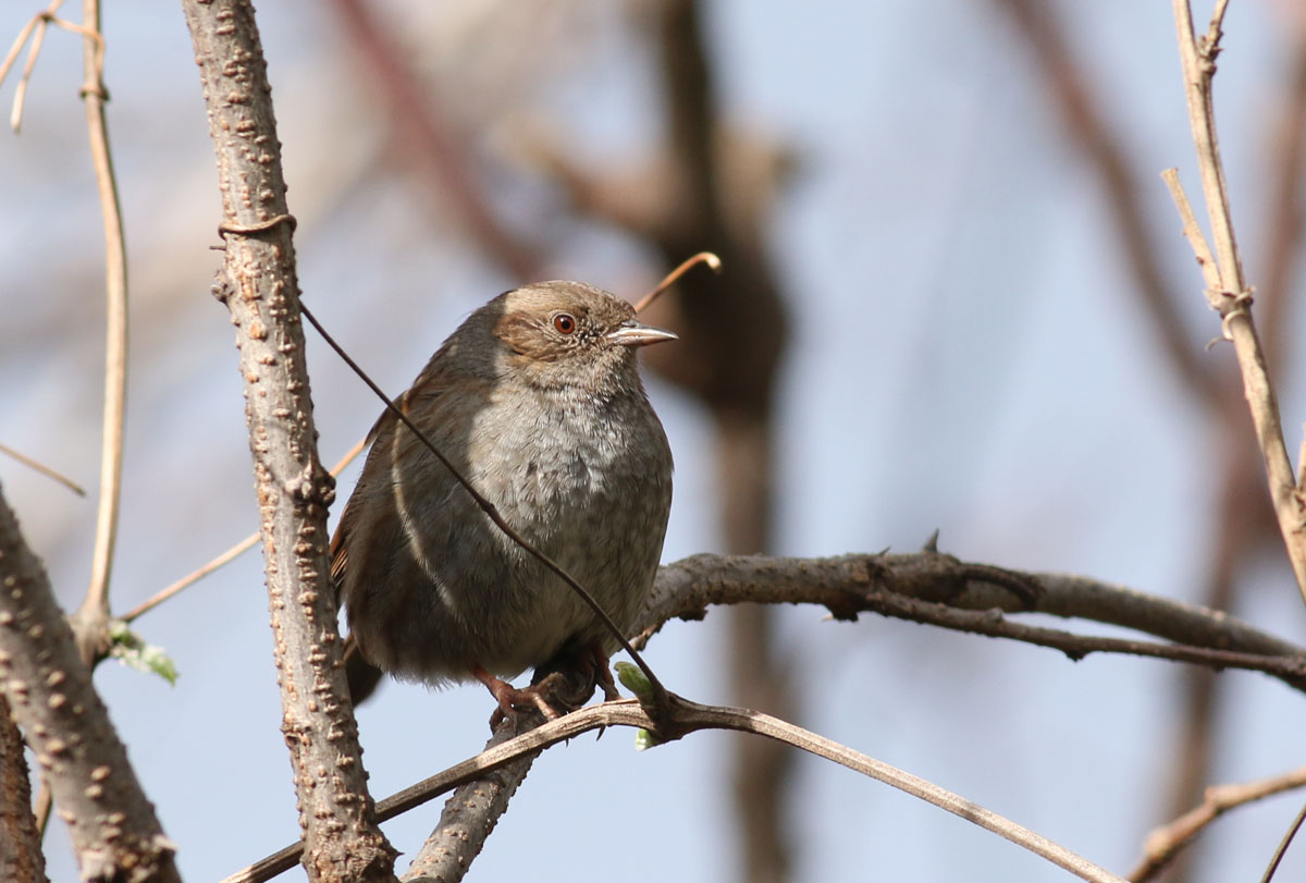 Dunnock
