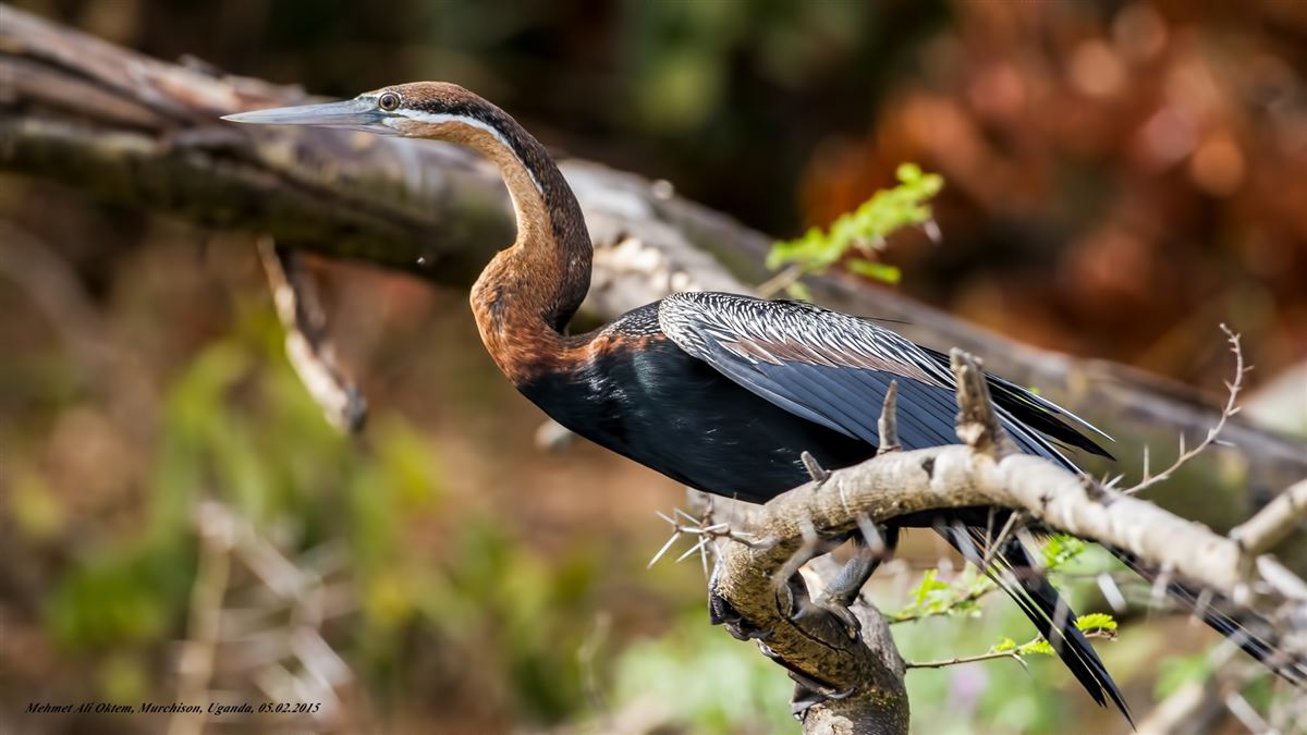 African Darter