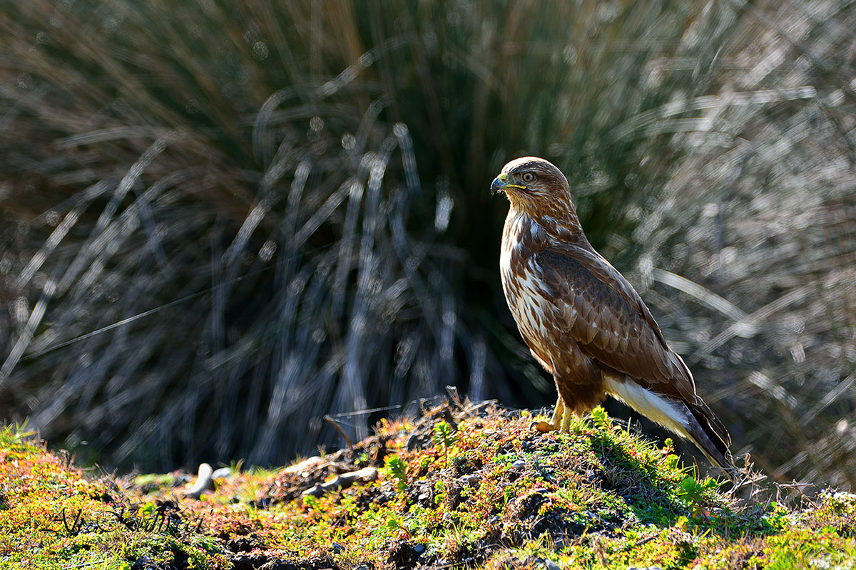 Common Buzzard