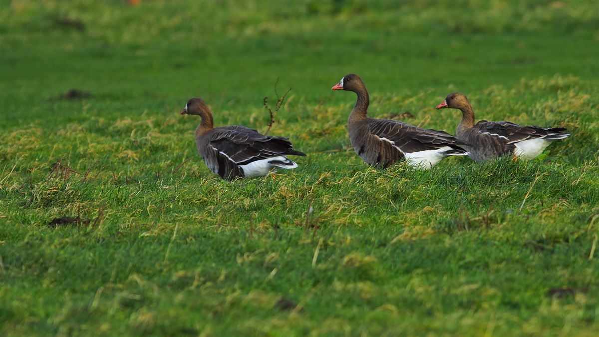 Lesser White-fronted Goose