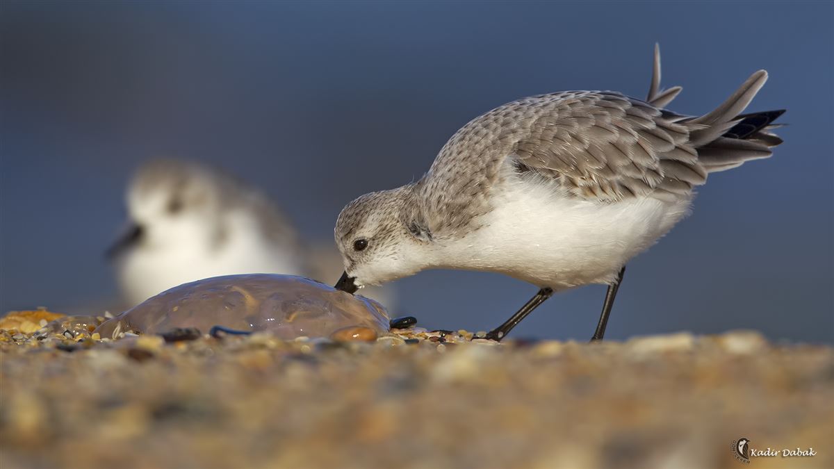 Sanderling