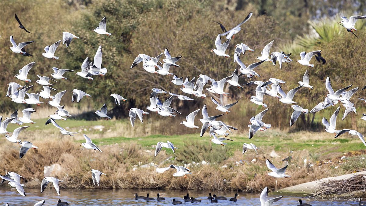 Black-headed Gull