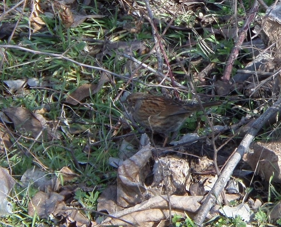 Dunnock