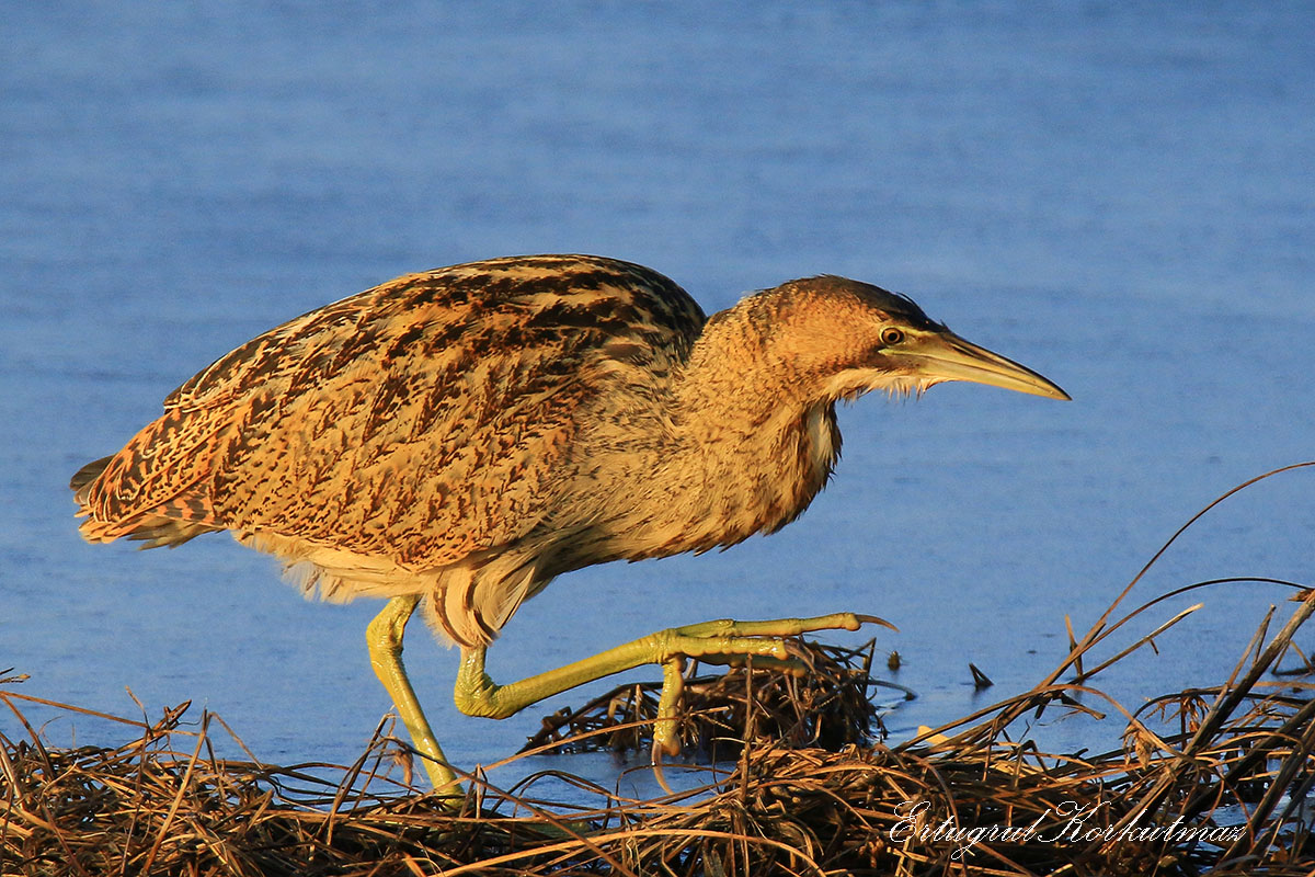 Eurasian Bittern