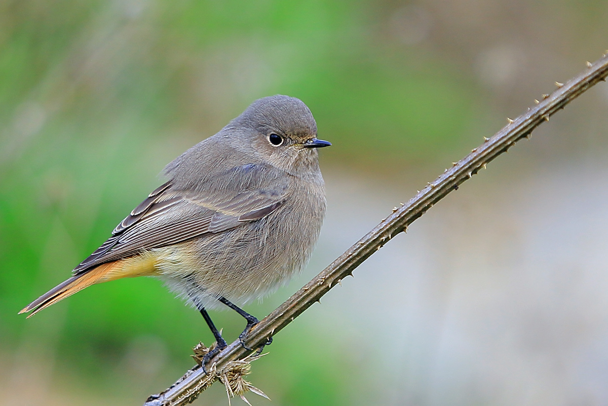 Black Redstart