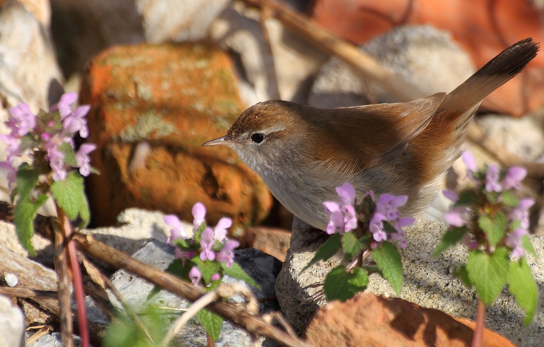 Cetti`s Warbler