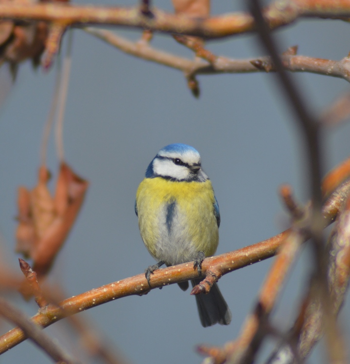Eurasian Blue Tit