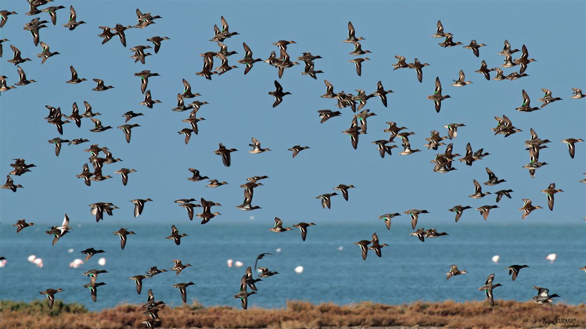 Eurasian Teal