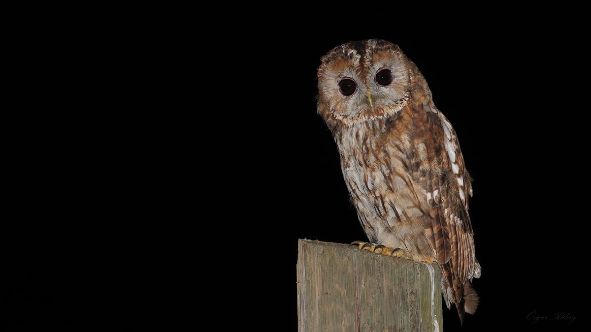 Tawny Owl