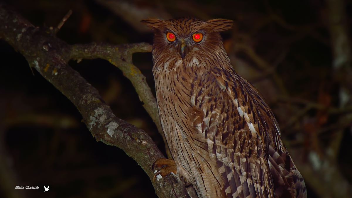 Brown Fish Owl