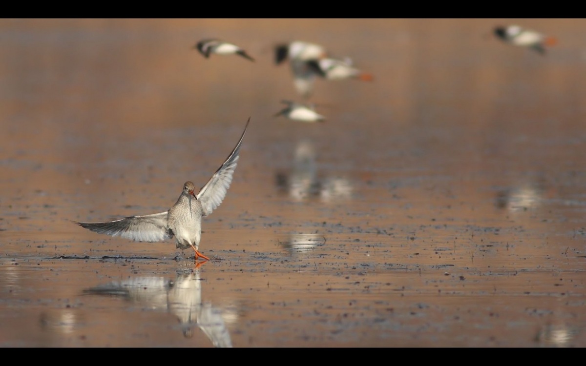 Common Redshank