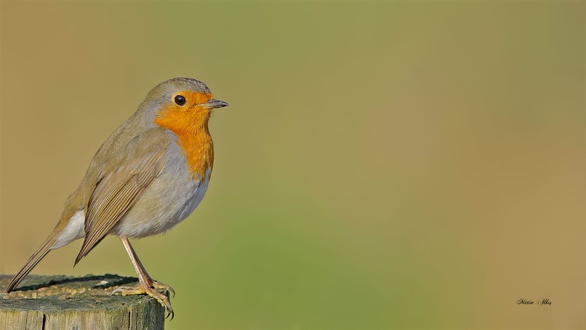 European Robin