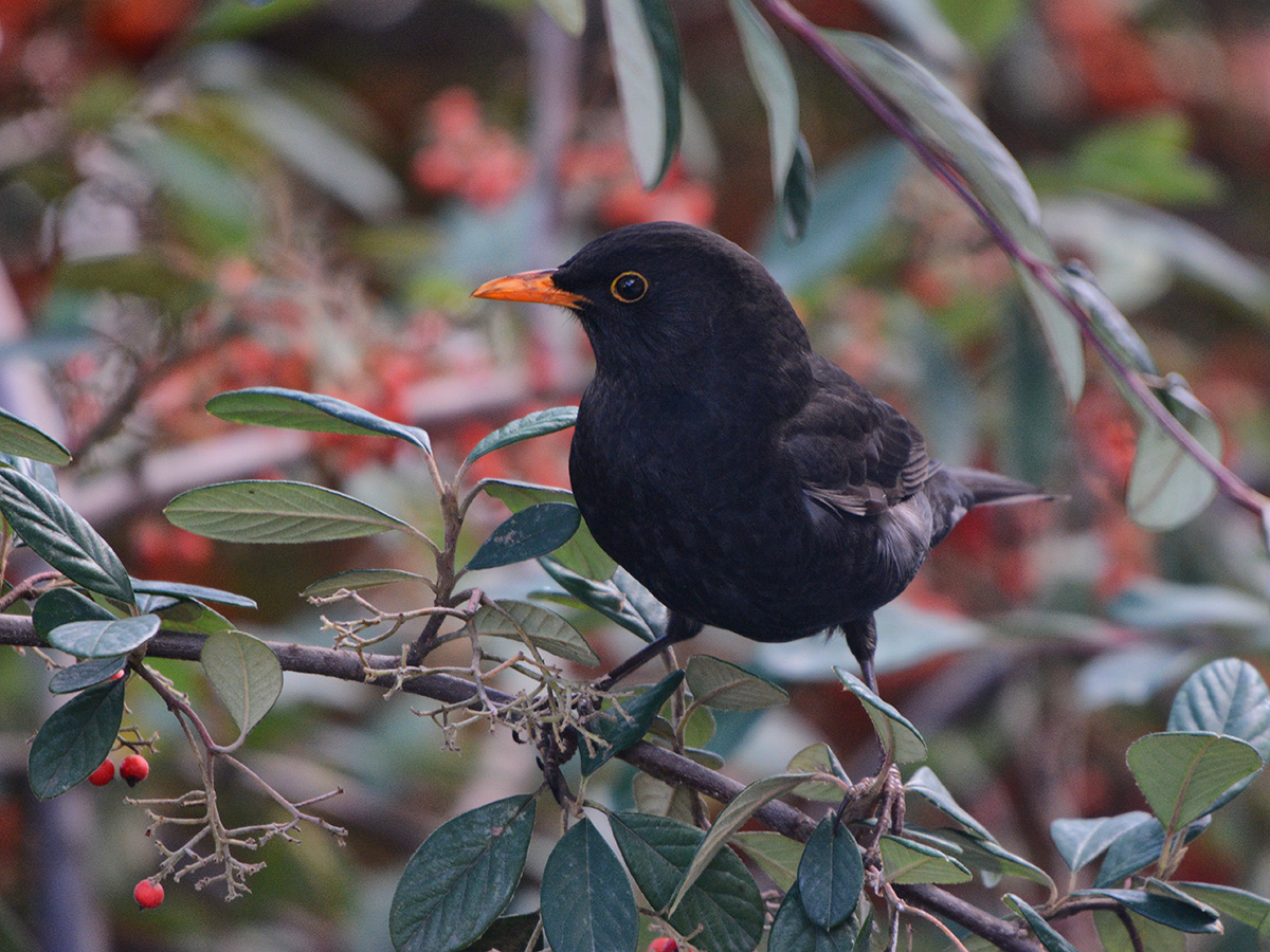 Common Blackbird