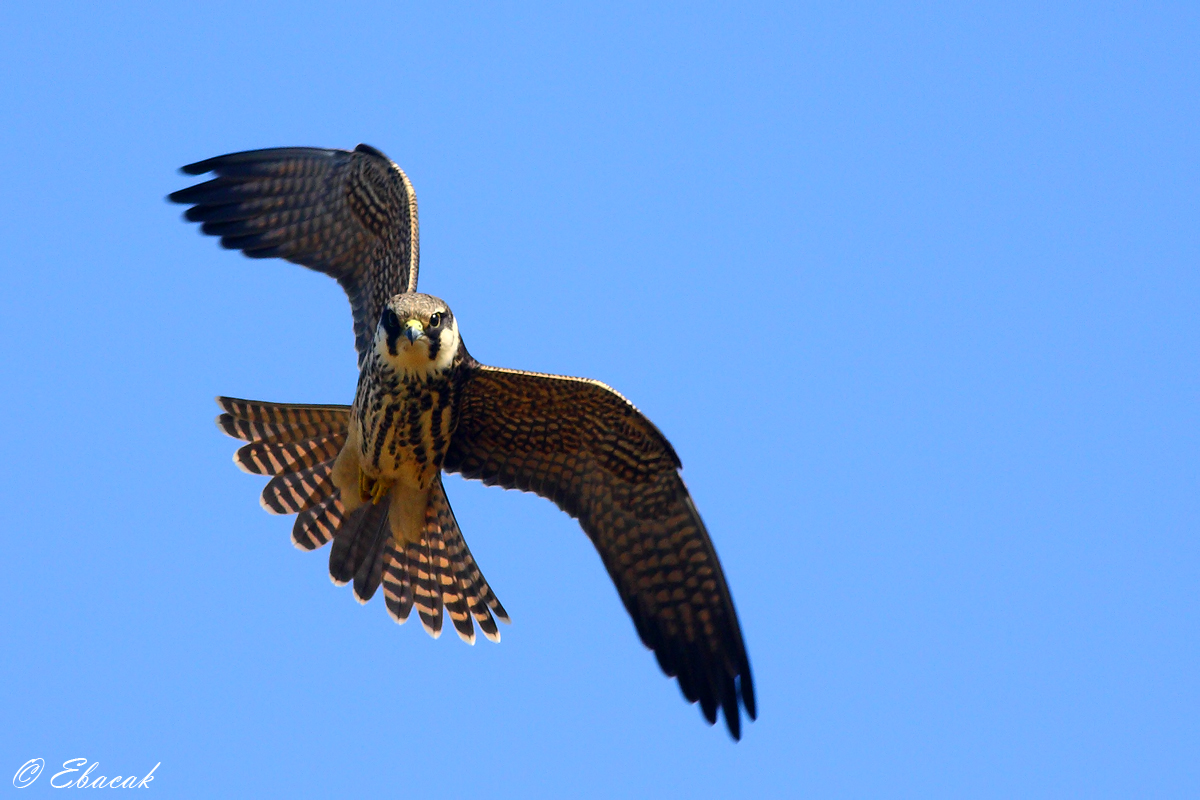 Eurasian Hobby