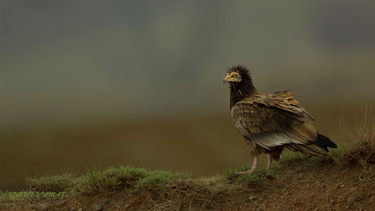 Egyptian Vulture