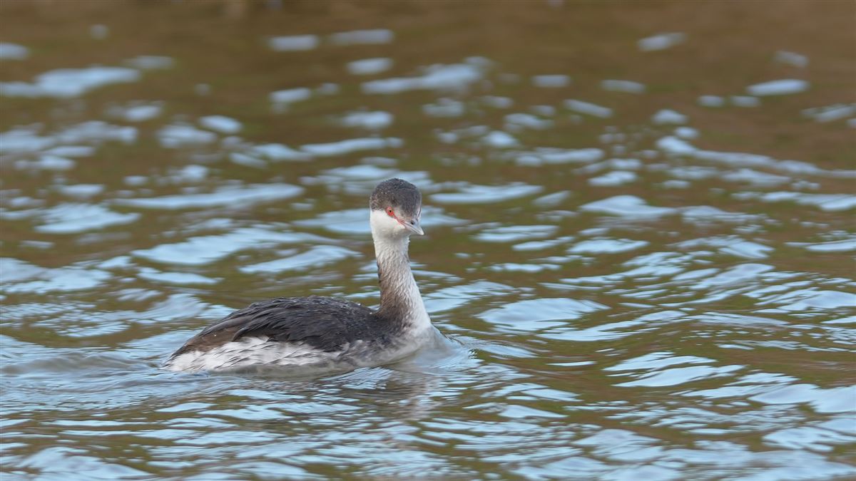 Horned Grebe