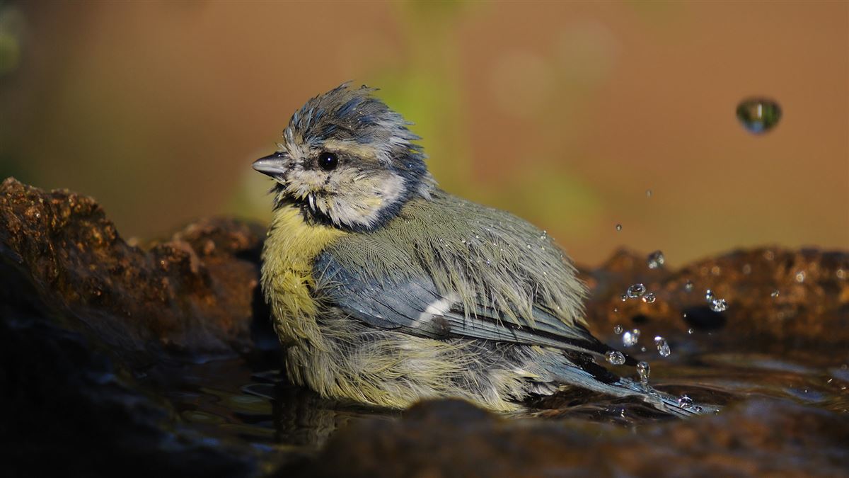 Eurasian Blue Tit