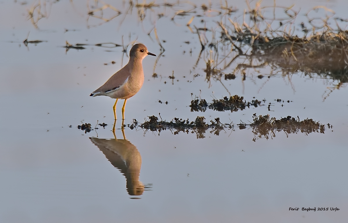 White-tailed Lapwing