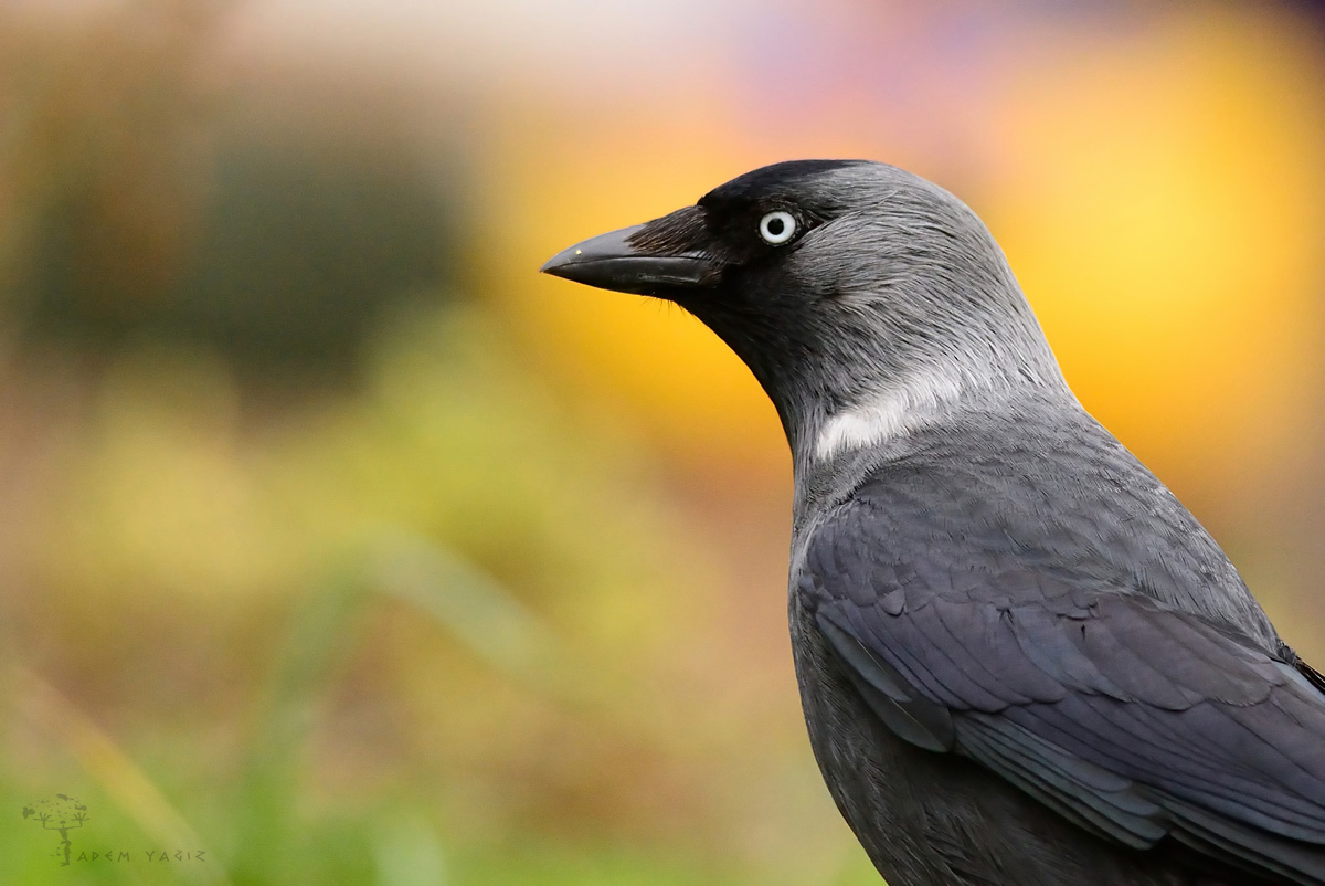 Western Jackdaw
