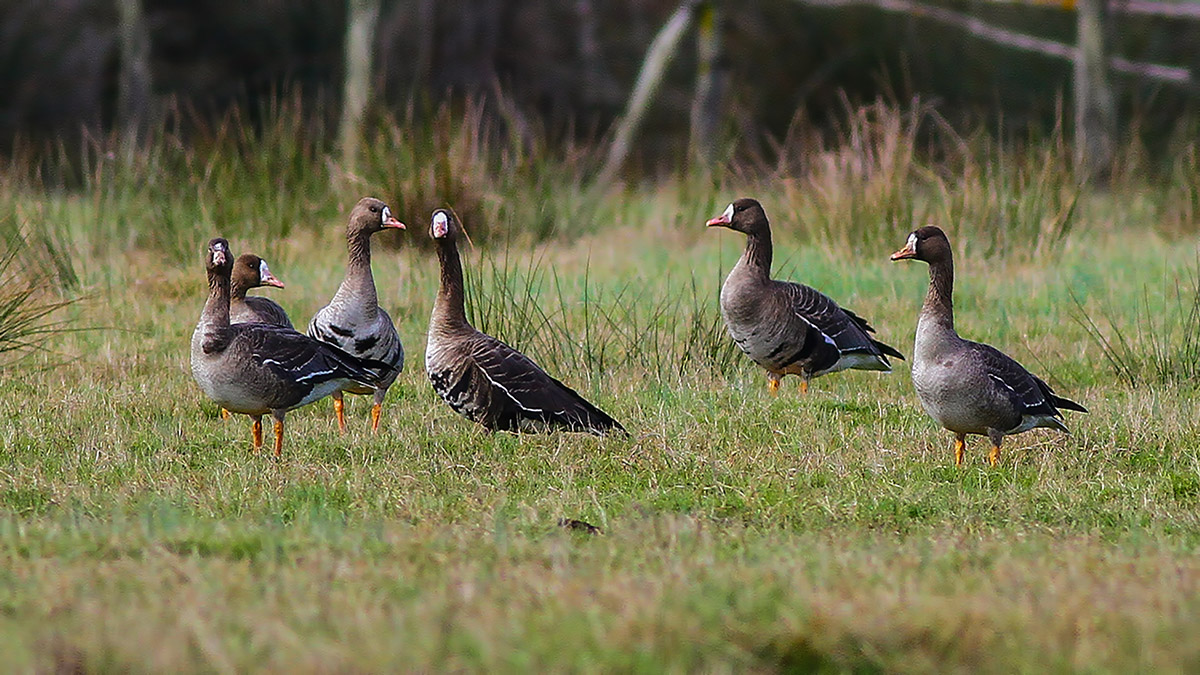 Greater White-fronted Goose