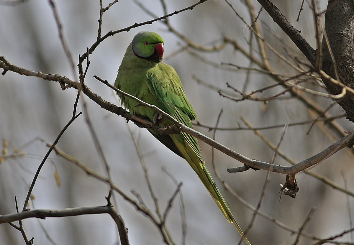Rose-ringed Parakeet