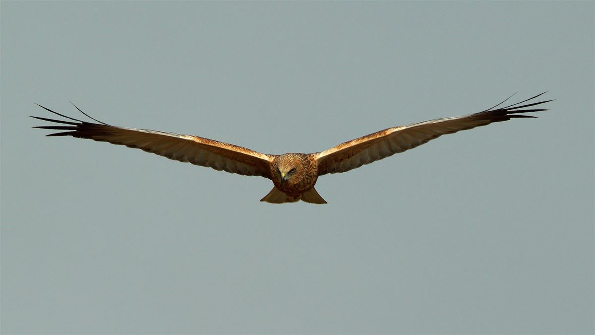 Western Marsh Harrier