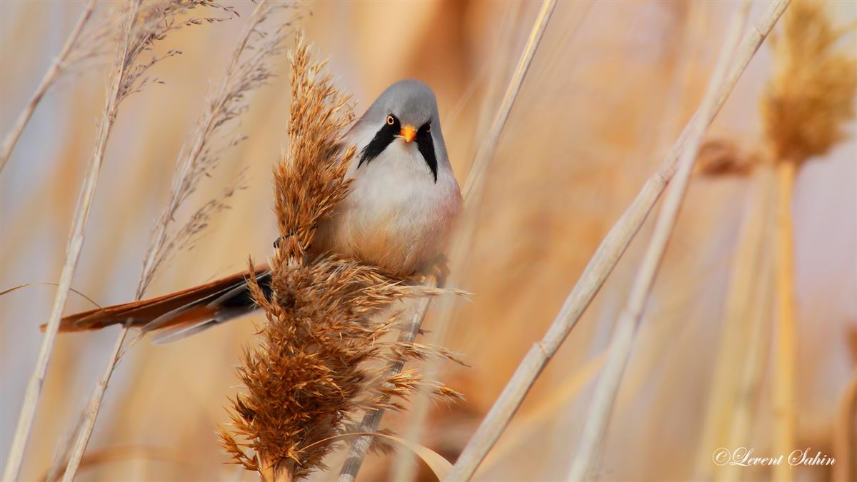 Bearded Reedling