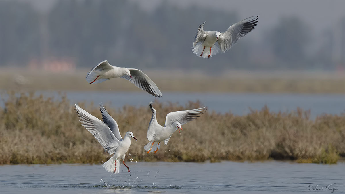 Slender-billed Gull