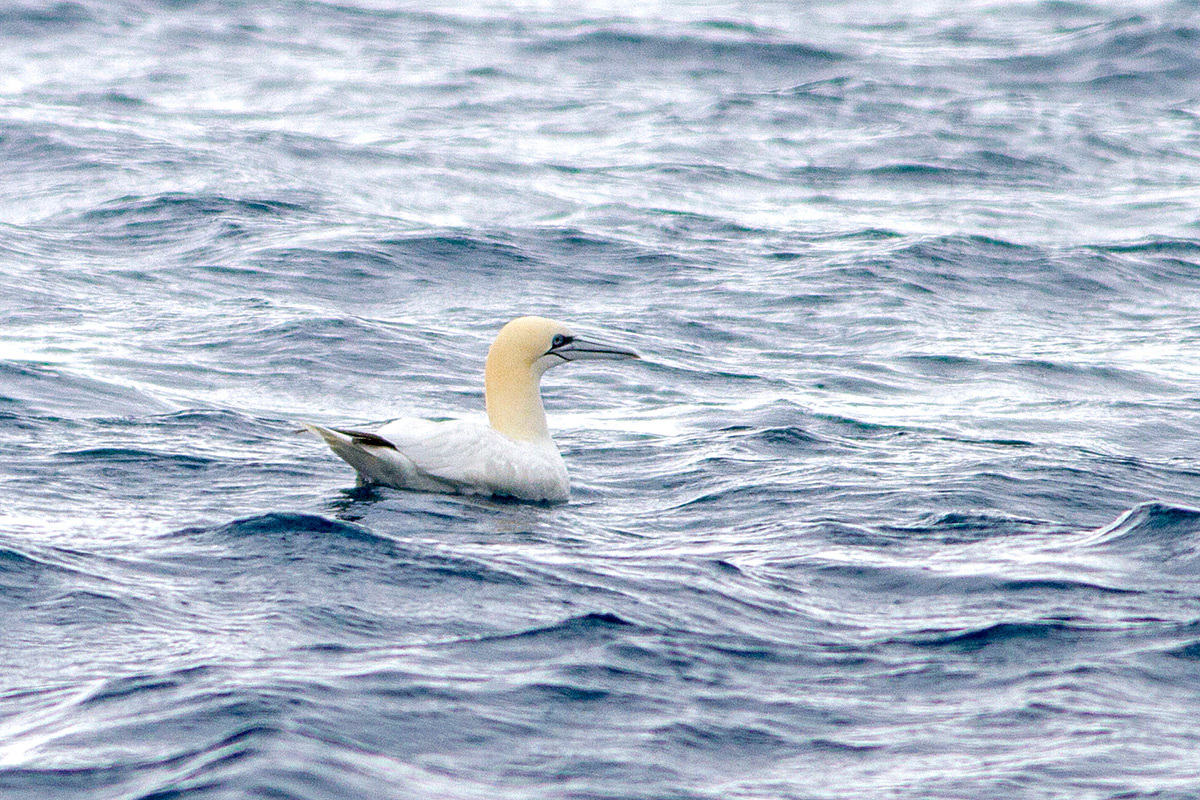 Northern Gannet