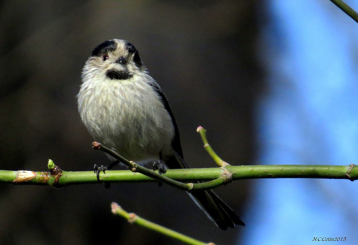 Long-tailed Tit