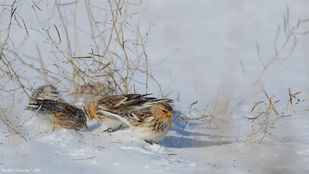 Twite