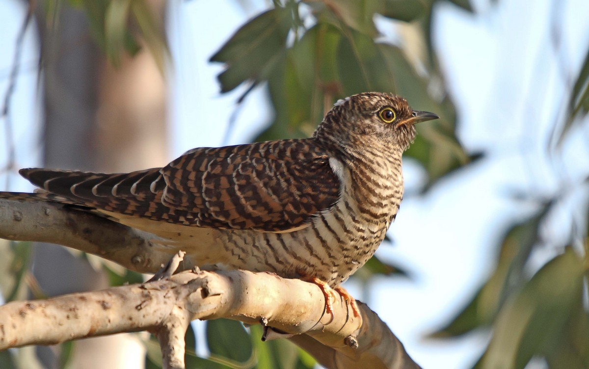 Common Cuckoo