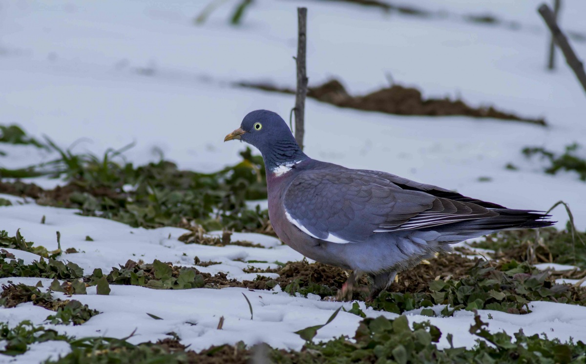 Common Wood Pigeon