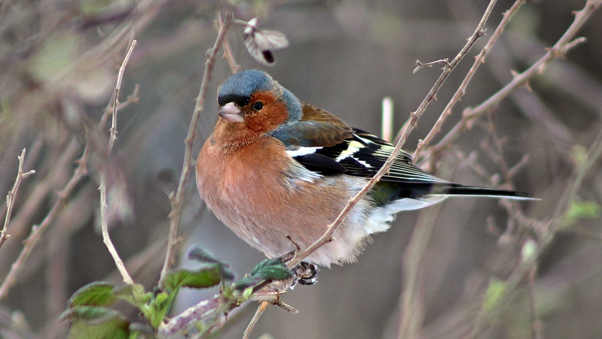 Eurasian Chaffinch