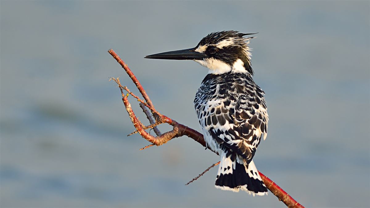 Pied Kingfisher