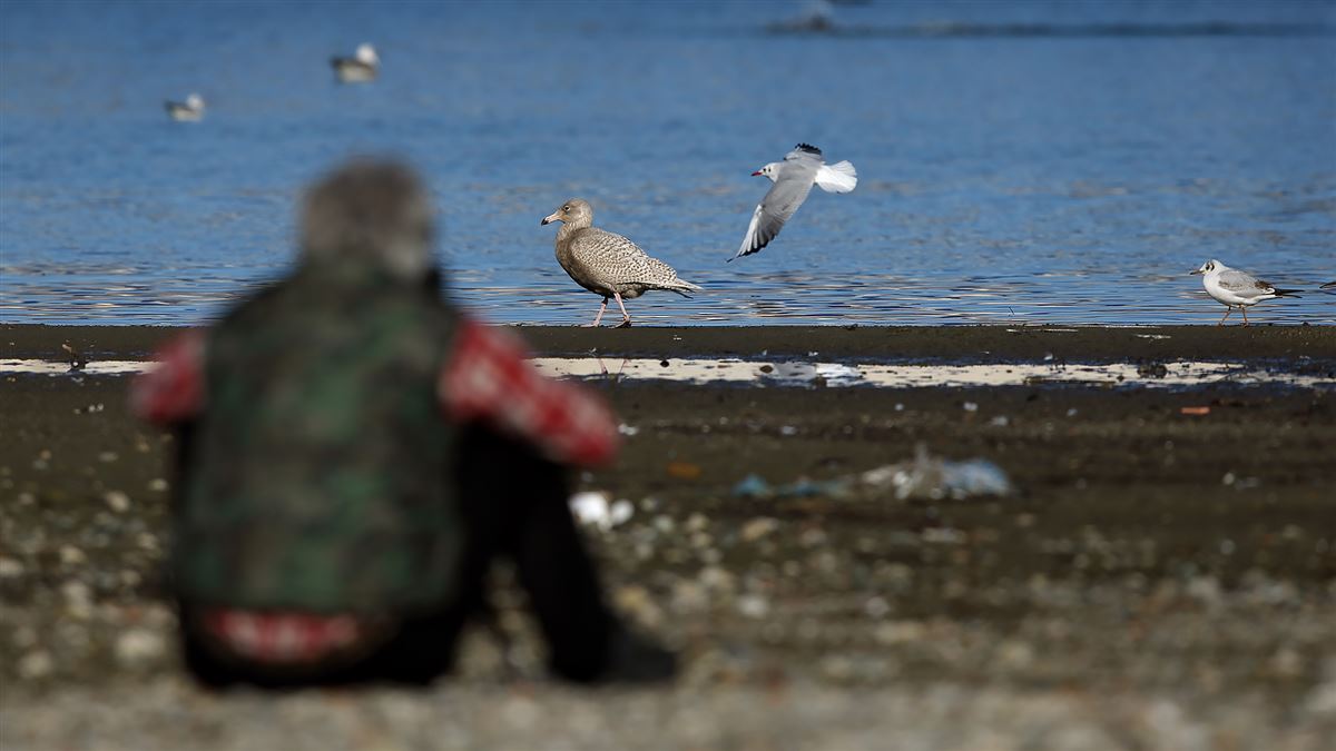 Glaucous Gull