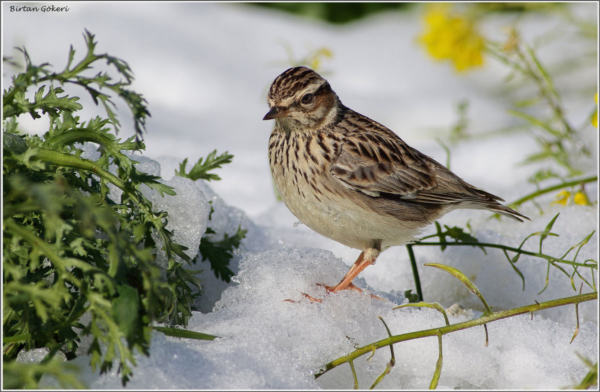 Woodlark
