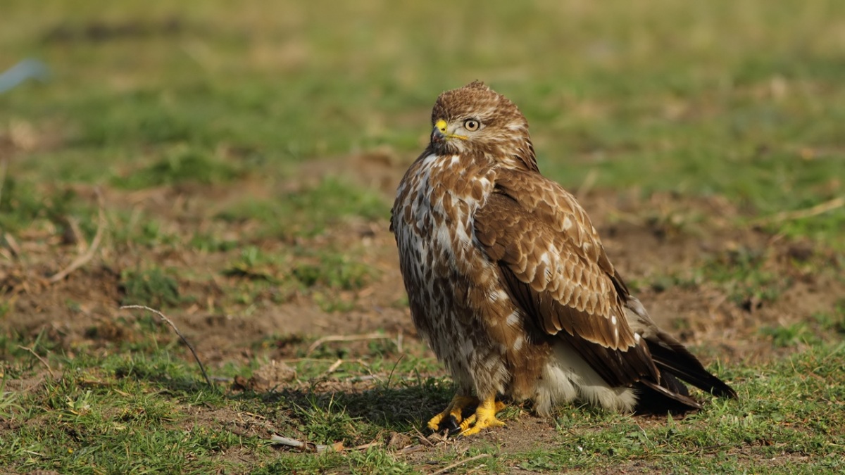 Common Buzzard