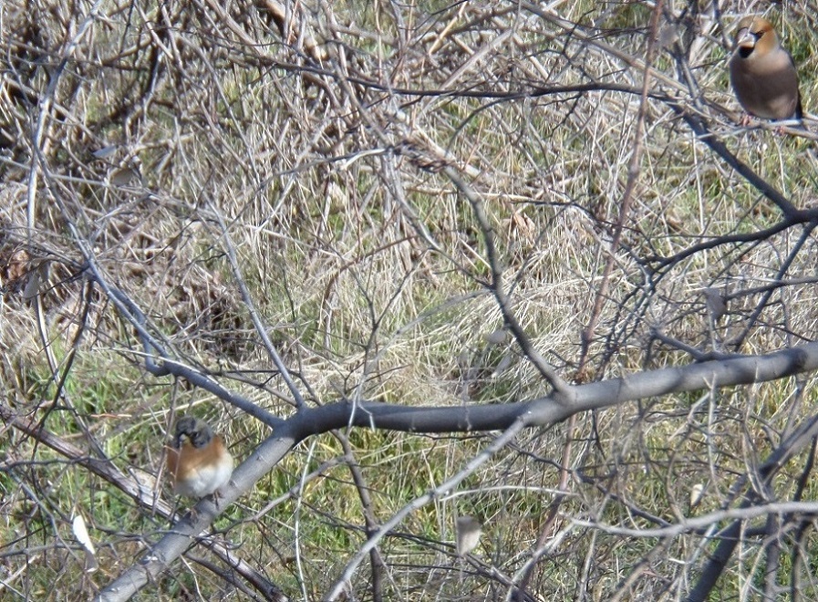 Brambling