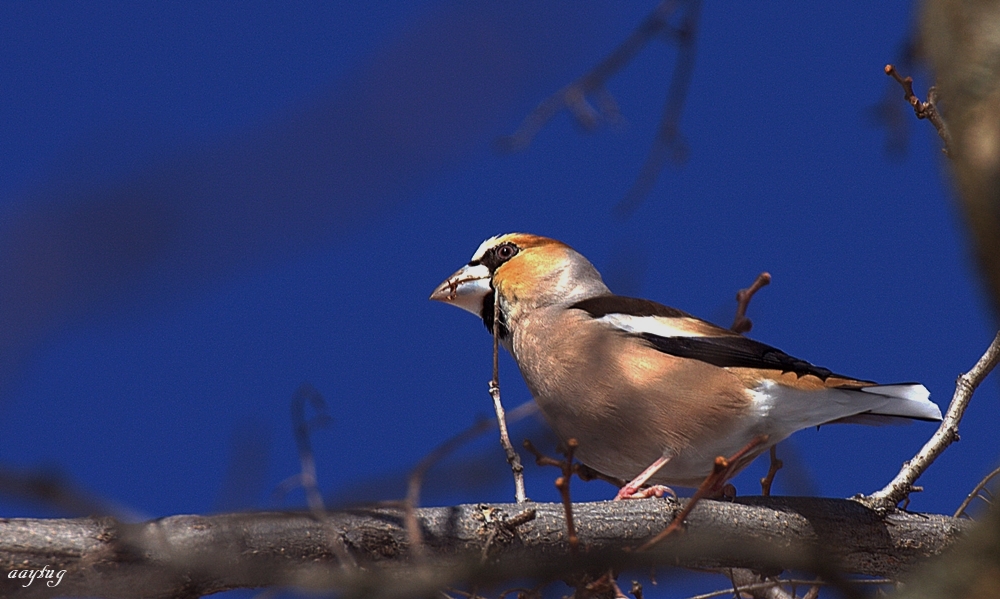 Hawfinch