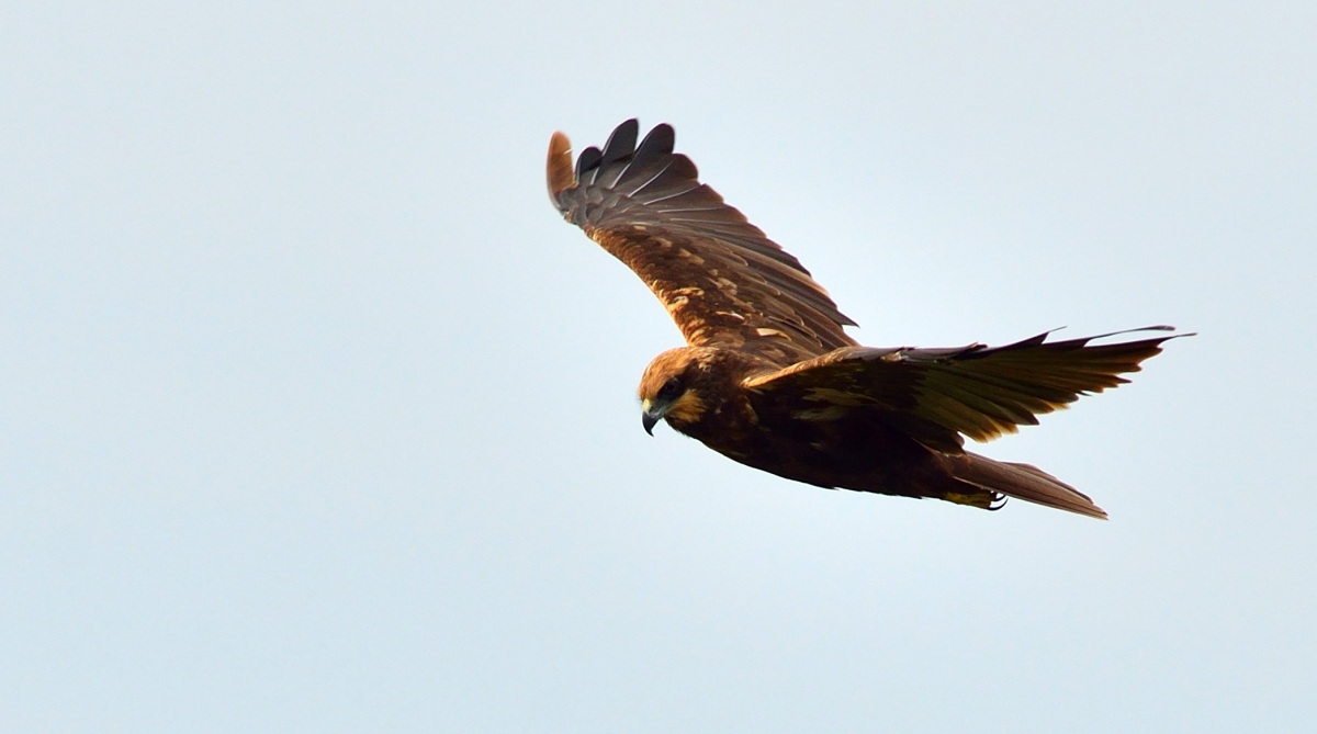 Western Marsh Harrier