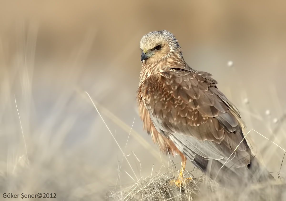 Western Marsh Harrier