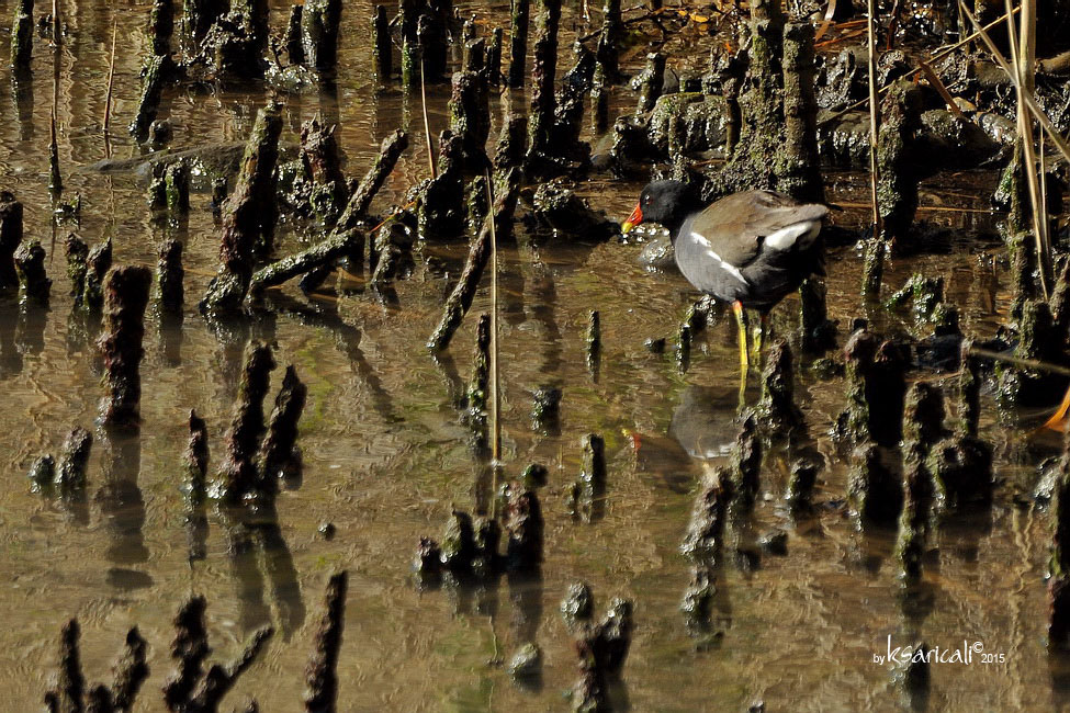 Common Moorhen