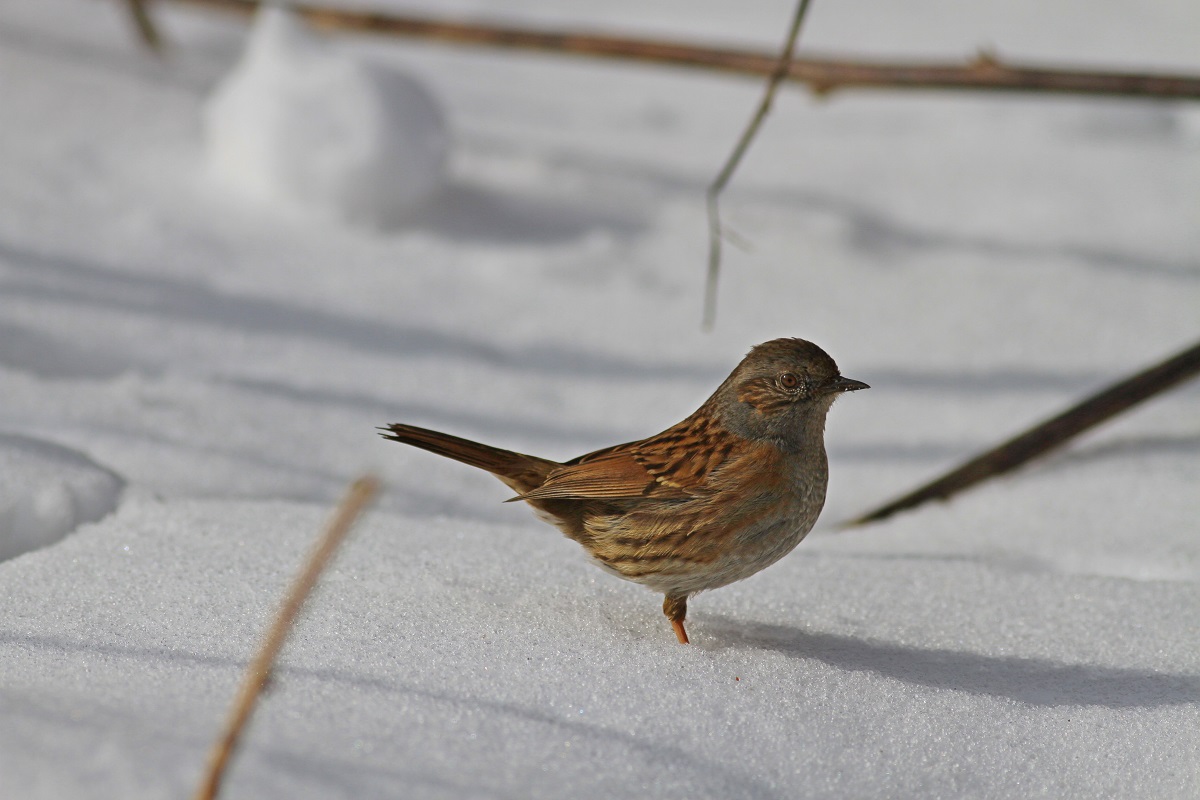 Dunnock