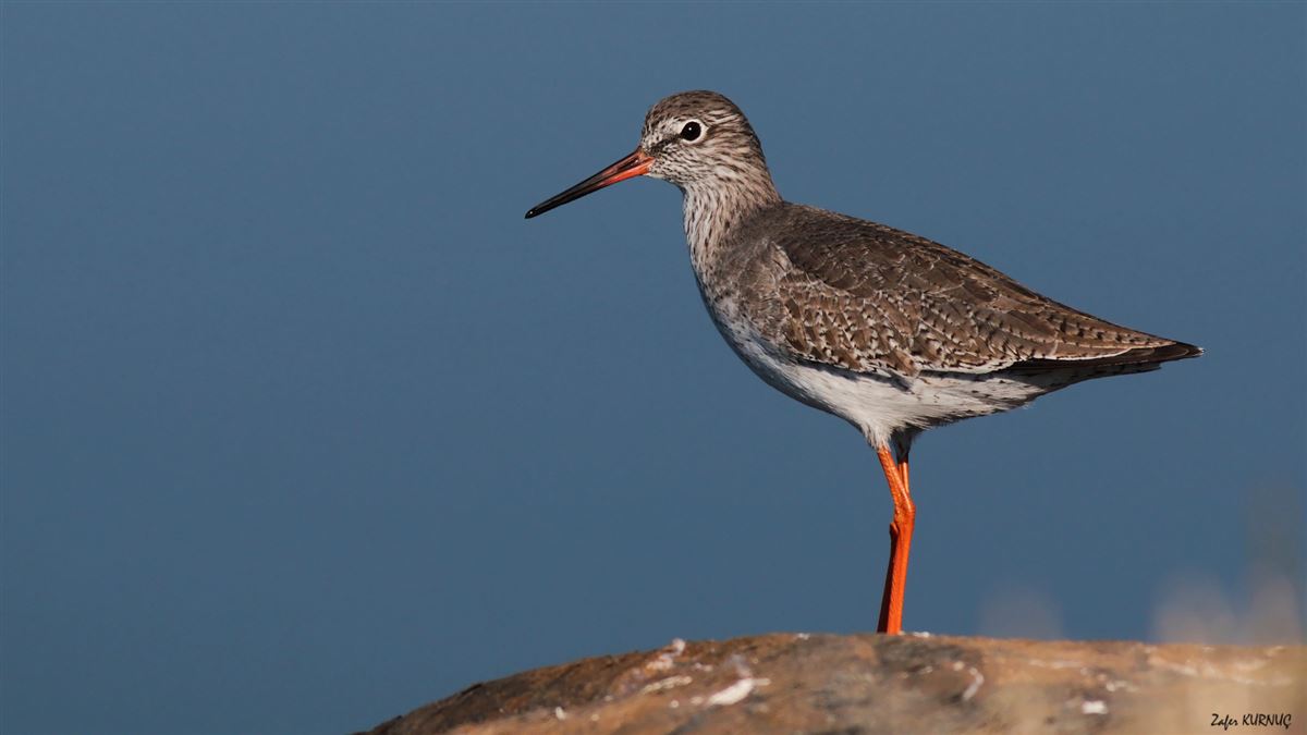Common Redshank