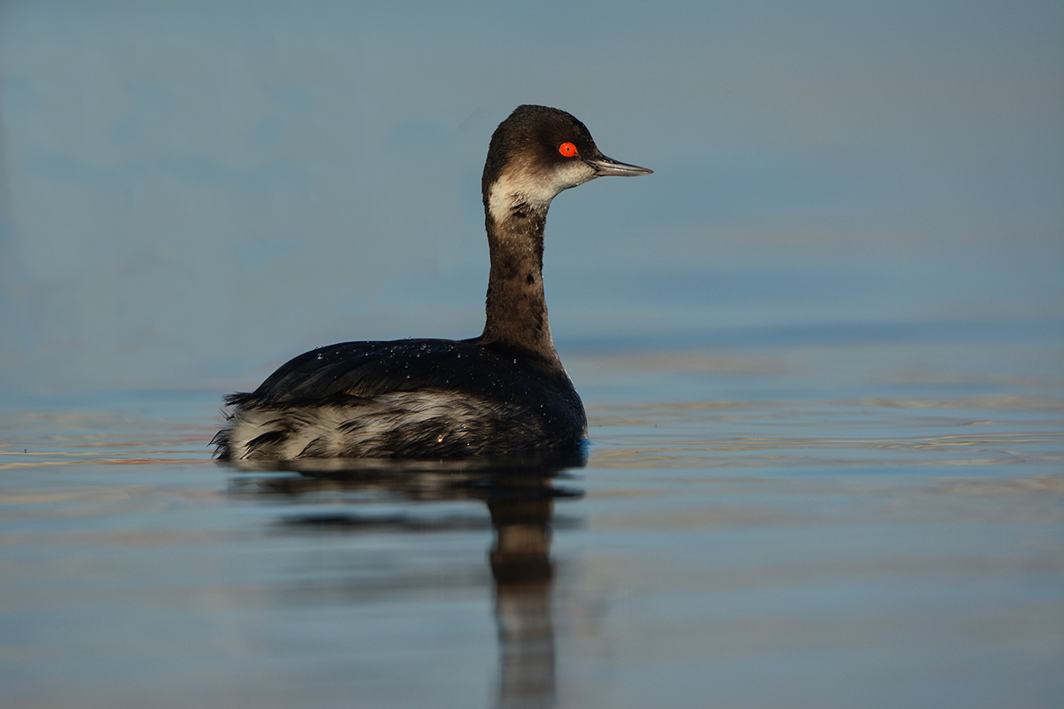 Black-necked Grebe